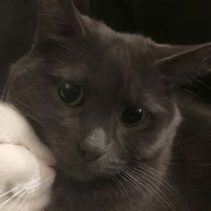 a black and white cat laying on top of a couch next to a stuffed animal