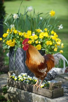 a rooster standing on top of a flower bed next to yellow daffodils