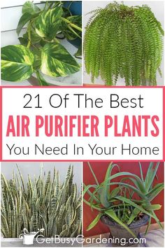 the best air purifier plants you need in your home