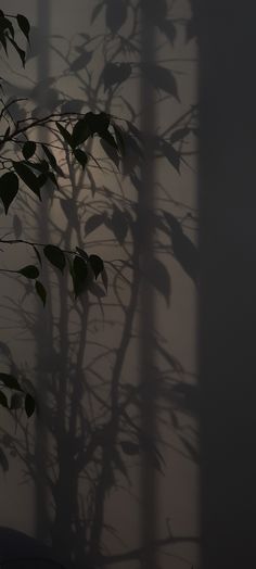 a plant casts a shadow on the wall