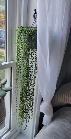 a plant hanging from the side of a window sill next to a white curtain