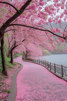 pink flowers are blooming on the water and trees in full bloom along this path