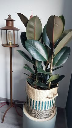 a potted plant sitting on top of a table next to a lamp and light