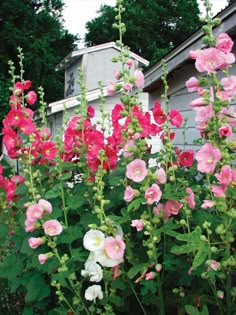 pink and white flowers in front of a house