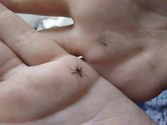 two small bugs sitting on the palm of someone's hand in front of them