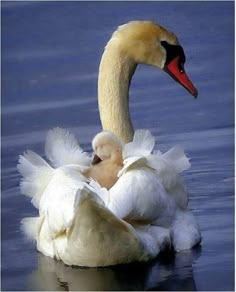 a mother swan and her baby are swimming in the water with their necks wrapped around each other