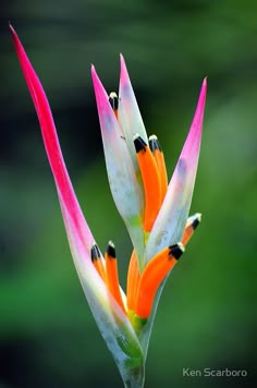 an orange and pink flower with green background