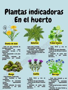 an image of plants that are labeled in spanish