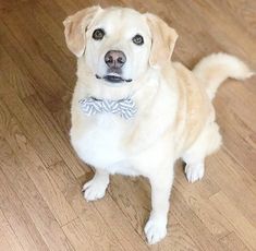 a dog wearing a bow tie sitting on the floor in front of a wooden floor