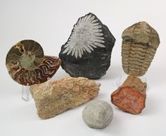 four different types of rocks and shells on display