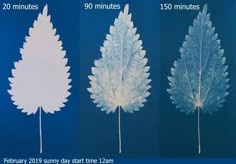 three different types of leaves are shown in the same color and size, each with their own time