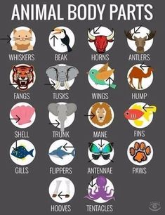 an animal body parts poster with many different types of animals and their names on it