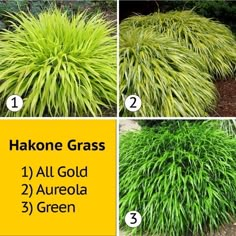 four pictures showing different types of grass