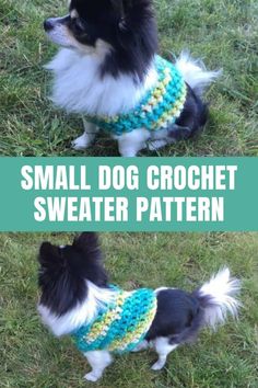 a small dog wearing a crochet sweater on top of green grass with text overlay that says free pattern