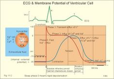 ecs and membrane potential of ventricular cell, with diagram below