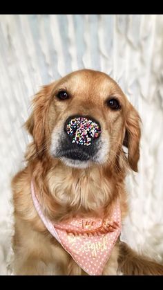 a dog wearing a pink bandana with sprinkles on it's nose