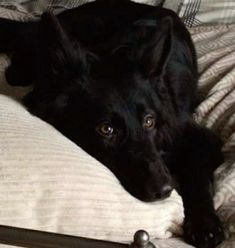 a black dog laying on top of a bed