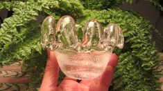 a hand holding a clear glass object in front of green plants