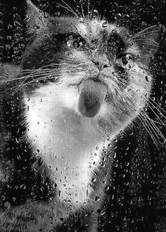 a black and white photo of a cat looking out the window with rain drops on it