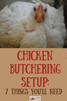 chicken butchering setup 7 things you need to know