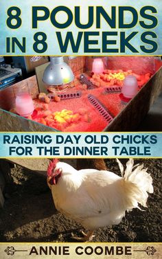 the cover of an article about chickens in 8 weeks, with text overlaying it