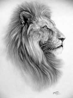 a pencil drawing of a lion's head