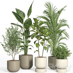 three potted plants in different shapes and sizes