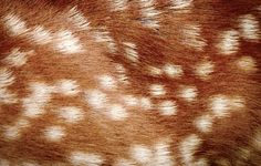 an animal's fur is brown and white with small spots on it, as well as the pattern