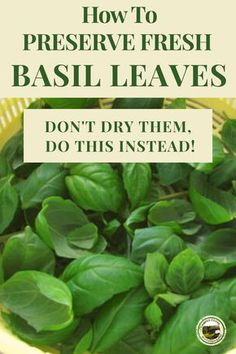 basil leaves in a basket with the words how to preserve fresh basil leaves don't dry them, do this instead