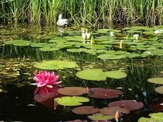 a pond with lily pads and water lillies