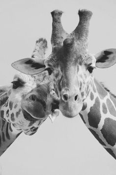 two giraffes standing next to each other with their heads touching noses together