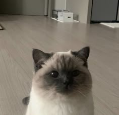 a siamese cat sitting on the floor looking at the camera