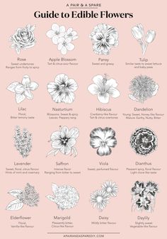 an illustrated guide to edible flowers on a pink background with black and white text that reads,