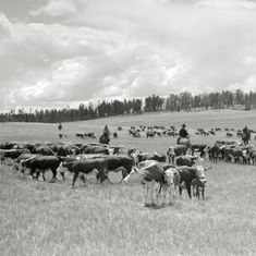 a herd of cattle walking across a grass covered field next to a man on a horse