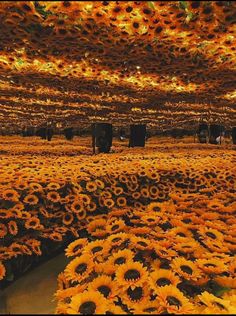 the sunflowers are blooming all over the field, and they look like they're dying