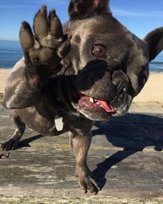 a black dog standing on top of a wooden floor next to the ocean with it's paws up