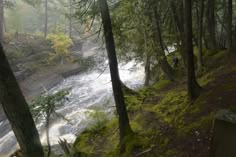 a river running through a lush green forest