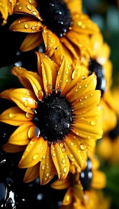 the sunflowers are covered in water droplets as they sit on top of each other