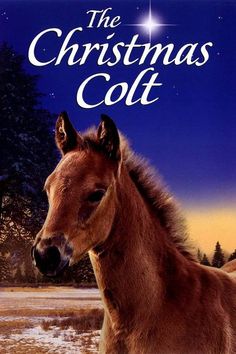 the christmas colt is shown in this book