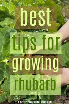 a person is tending to some plants in the garden with text overlay that reads best tips for growing rhubarb