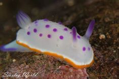 a white and purple sea slug with dots on it's body