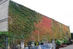 BOSTON IVY SEEDS , Fast Growing Vine/Climber ! - Caribbeangardenseed Green Wall Facade, Parthenocissus Tricuspidata, Tier Garden, Wall Climbing Plants, Growing Grapes In Backyard, Gardening Vertical, Growing Grape Vines, Vertical Planting, Fast Growing Vines