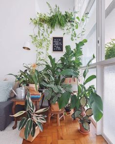 many houseplants are in pots on the floor