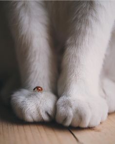 a close up of a cat's paw with a ladybug on it