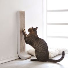 the cat is playing with the scratching post on the wall next to the door way