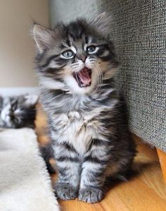 two kittens are sitting on the floor and one is yawning with its mouth open