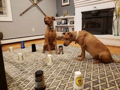 two brown dogs sitting on top of a rug next to cups and bottles in front of a fireplace