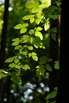 sunlight shining through the leaves of a tree in a forest with tall trees and green foliage