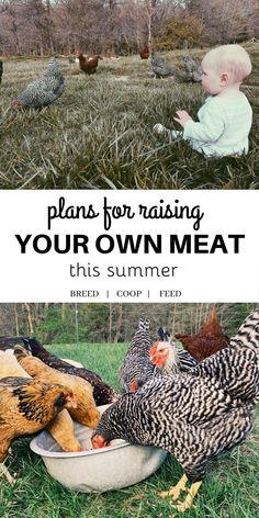 a baby sitting on the ground next to chickens in a bowl with text overlay that reads plans for raising your own meat this summer