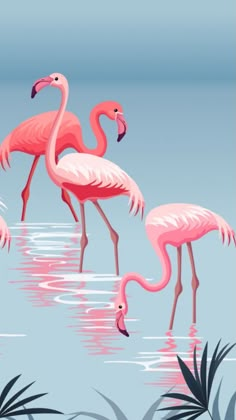 three pink flamingos are standing in the water